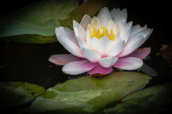Flower, water lily