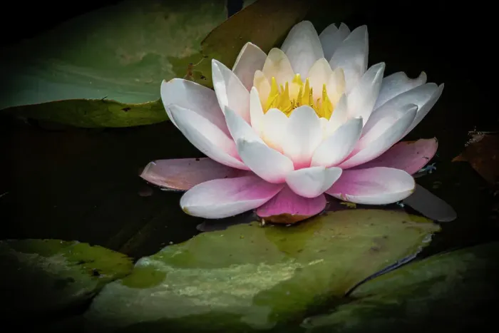 Framed Print : Flower, water lily Framed Print : Flower, water lily