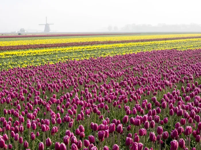 Framed Print : Flower with windmill in fog Framed Print : Flower with windmill in fog