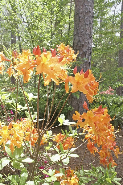 Flowering azalea Botanical Gardens Mobile Alabama