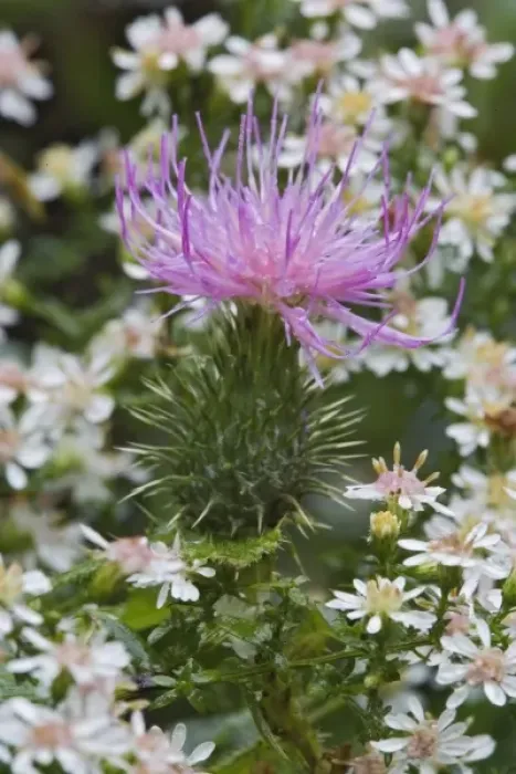 Framed Print : Flowering Bull Thistle, Cirsium vulgare, Wisconsin