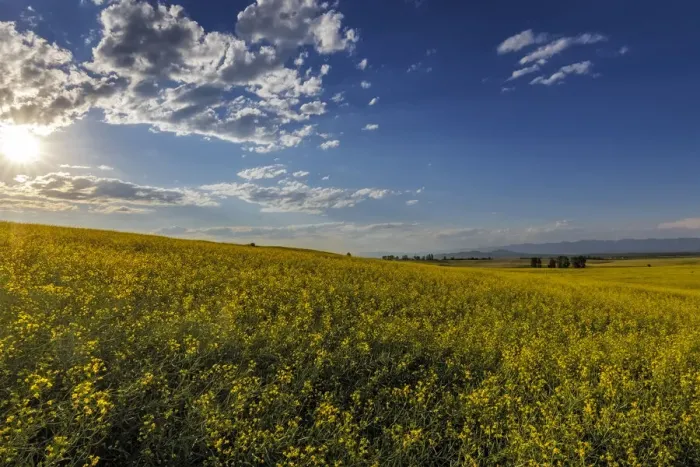 Framed Print : Flowering canola in the Flathead Valley, Montana, USA Framed Print : Flowering canola in the Flathead Valley, Montana, USA