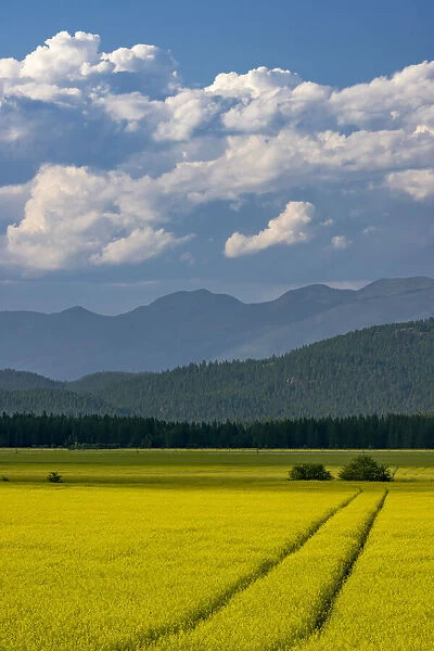 Flowering canola in the Flathead Valley, Montana, USA