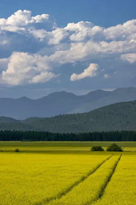 Framed Print : Flowering canola in the Flathead Valley, Montana, USA Framed Print : Flowering canola in the Flathead Valley, Montana, USA