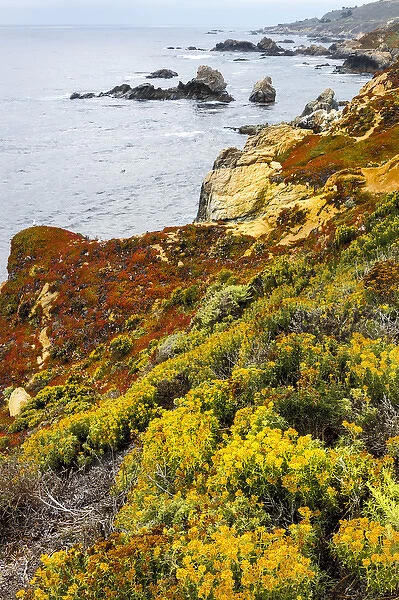 Flowering coastline. Garrapata State Park, Big Sur, California, US