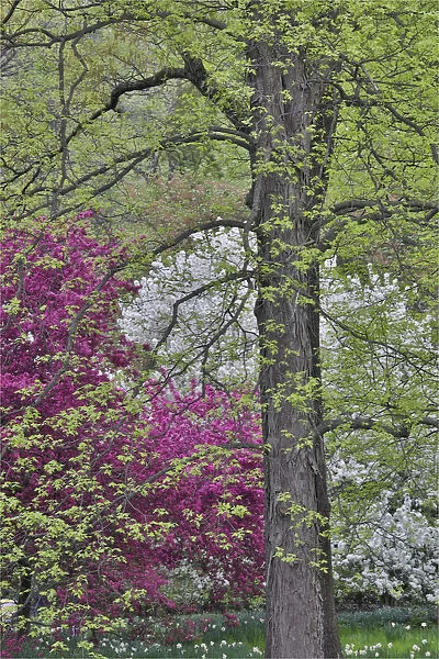 Flowering crabapple trees, Chanticleer Garden, Wayne, Pennsylvania