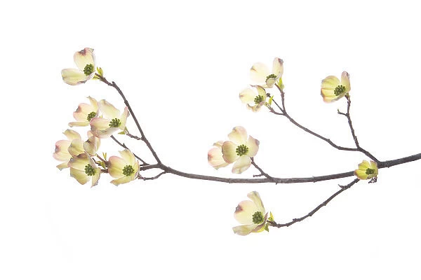 Flowering Dogwood (Cornus florida) branch on white background, Marion Co. IL