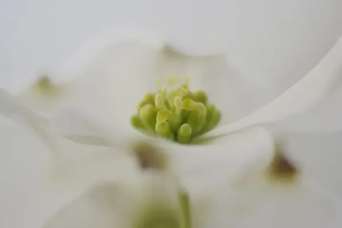 Framed Print : Flowering Dogwood tree blossom, South Carolina, Cornus florida