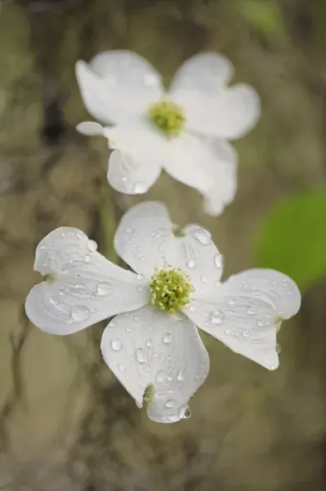 Framed Print : Flowering Dogwood tree blossom, South Carolina, Cornus florida Framed Print : Flowering Dogwood tree blossom, South Carolina, Cornus florida