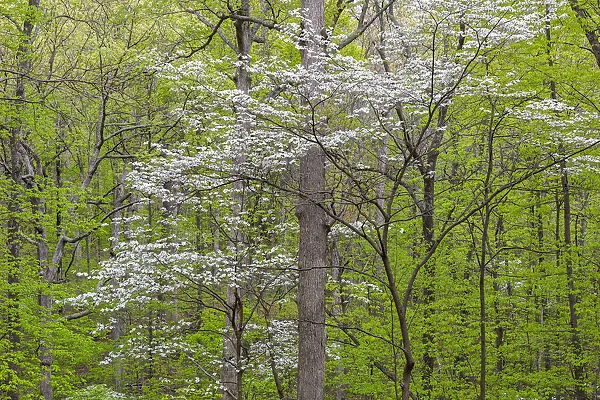 Flowering Dogwood Tree (Cornus florida) in spring Stephen A. Forbes St. Park