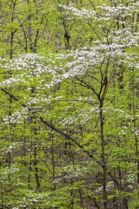 Framed Print : Flowering Dogwood Tree (Cornus florida) in spring Stephen A Framed Print : Flowering Dogwood Tree (Cornus florida) in spring Stephen A
