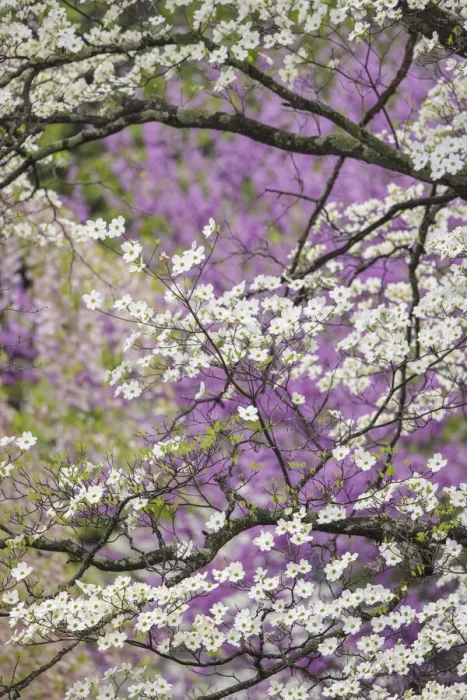 Framed Print : Flowering dogwood tree and distant Eastern redbud, Kentucky Framed Print : Flowering dogwood tree and distant Eastern redbud, Kentucky