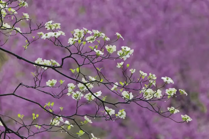 Framed Print : Flowering dogwood tree and distant Eastern redbud, Kentucky Framed Print : Flowering dogwood tree and distant Eastern redbud, Kentucky