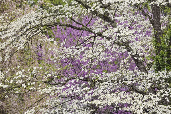 Flowering dogwood tree and distant Eastern redbud, Kentucky