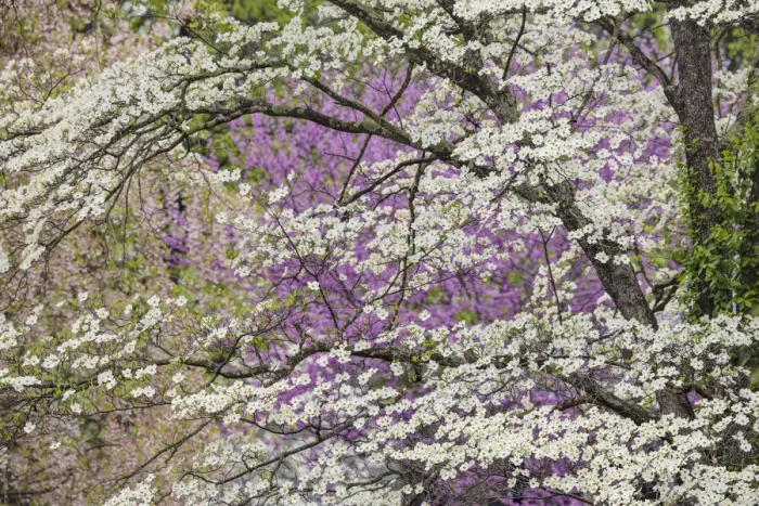 Framed Print : Flowering dogwood tree and distant Eastern redbud, Kentucky