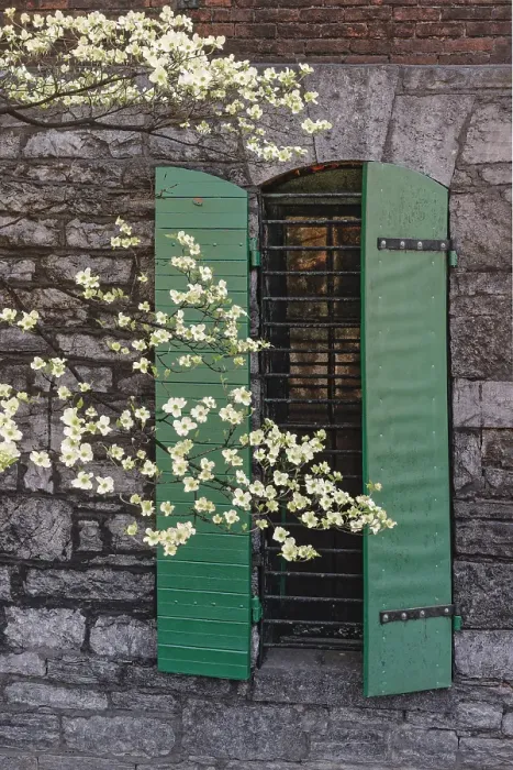 Framed Print : Flowering dogwood tree in front of a stone building with green shutters Framed Print : Flowering dogwood tree in front of a stone building with green shutters