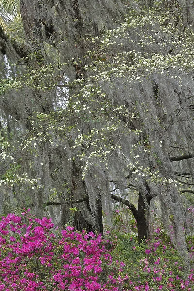 Flowering dogwood trees and azaleas in full bloom in spring, Bonaventure Cemetery, Savannah, Georgia