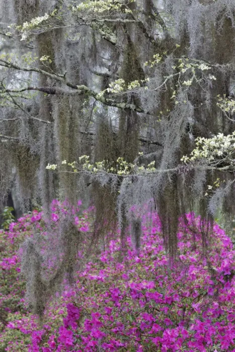 Framed Print : Flowering dogwood trees and azaleas in full bloom in spring, Bonaventure Cemetery, Savannah, Georgia Framed Print : Flowering dogwood trees and azaleas in full bloom in spring, Bonaventure Cemetery, Savannah, Georgia