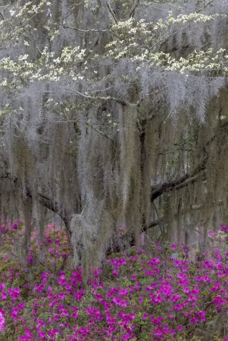Framed Print : Flowering dogwood trees and azaleas in full bloom in spring, Bonaventure Cemetery, Savannah, Georgia
