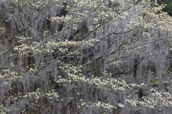 Flowering dogwood trees in full bloom in spring, Bonaventure Cemetery, Savannah, Georgia