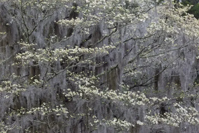 Framed Print : Flowering dogwood trees in full bloom in spring, Bonaventure Cemetery, Savannah, Georgia Framed Print : Flowering dogwood trees in full bloom in spring, Bonaventure Cemetery, Savannah, Georgia