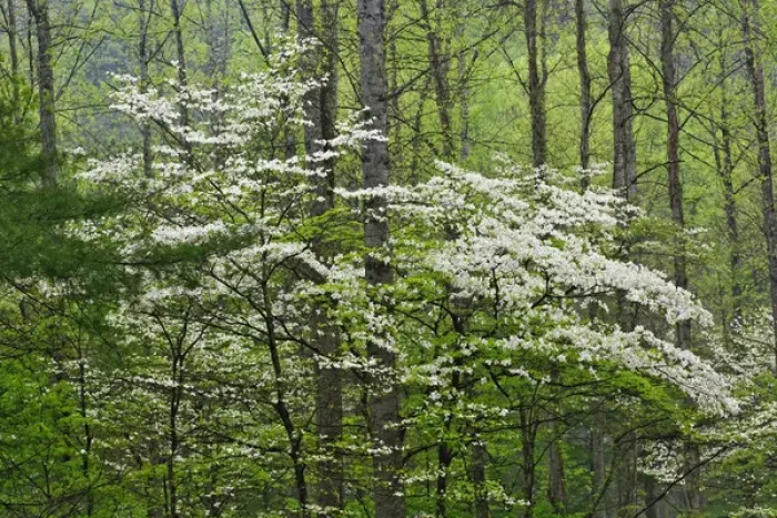 Framed Print : Flowering Dogwood Trees in forest, Great Smoky Mountains National Park, Tennessee Framed Print : Flowering Dogwood Trees in forest, Great Smoky Mountains National Park, Tennessee