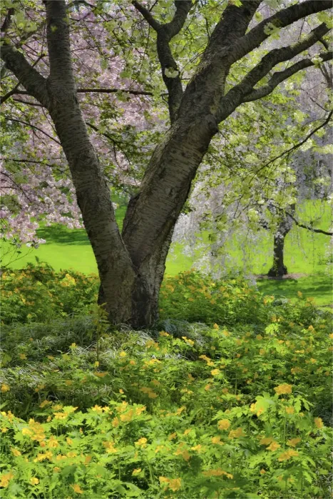 Framed Print : Flowering pink cherry trees with base of yellow primroses in the garden at Strathmore College Framed Print : Flowering pink cherry trees with base of yellow primroses in the garden at Strathmore College