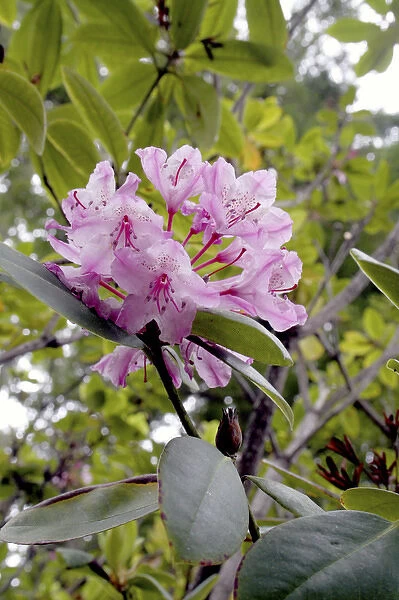 Flowering rhododendron in Kruse Rhododendron State Reserve Salt Point California