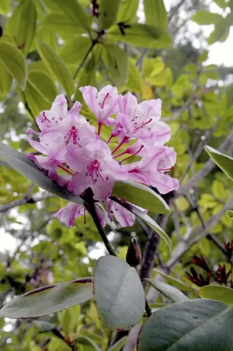 Framed Print : Flowering rhododendron in Kruse Rhododendron State Reserve Salt Point California