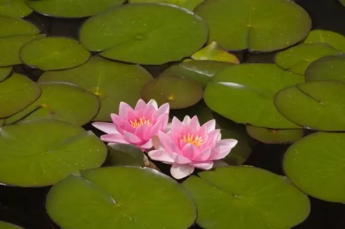 Framed Print : Flowering water lilies Framed Print : Flowering water lilies