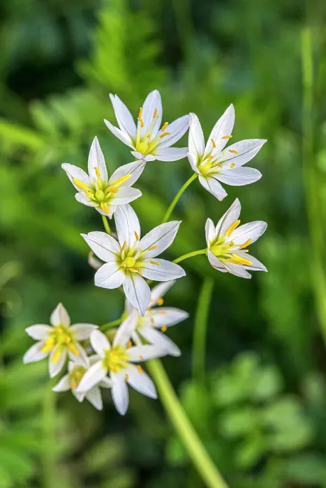 Framed Print : Flowering wild onion
