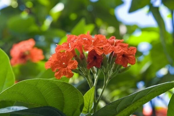 Flowers, Antigua, West Indies, Caribbean, Central America