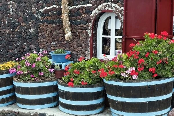 Flowers in barrel, Imerovigli, Santorini, Greece