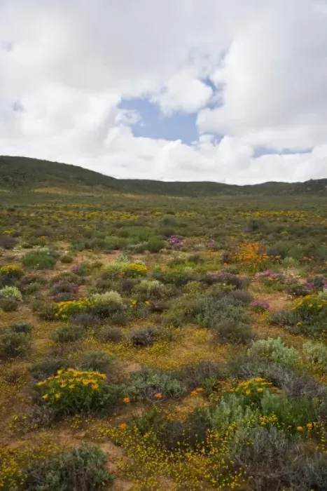 Framed Print : Flowers bloom in the South African spring in Namaqualand, Northern Cape Province Framed Print : Flowers bloom in the South African spring in Namaqualand, Northern Cape Province