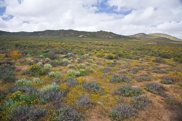 Flowers bloom in the South African spring in Namaqualand, Northern Cape Province