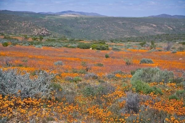 Flowers bloom in the South African spring in Namaqualand, Northern Cape Province