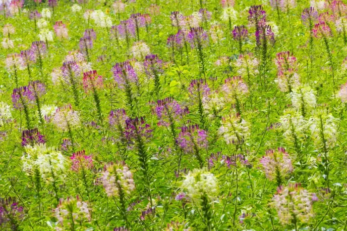 Framed Print : Flowers in the flower farm, Furano, Hokkaido Prefecture, Japan
