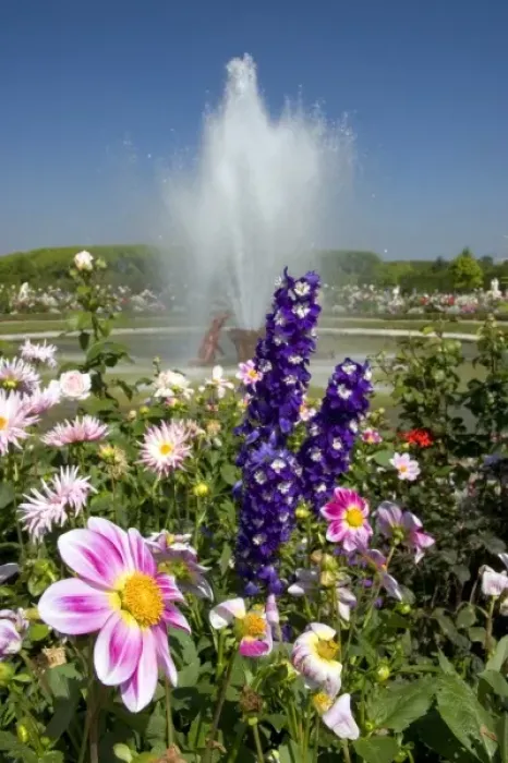 Framed Print : Flowers and fountains in the gardens at The Palace of Versailles at Versailles in France Framed Print : Flowers and fountains in the gardens at The Palace of Versailles at Versailles in France