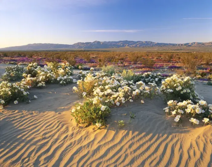 Framed Print : 06. Flowers growing on dessert landscape, Anza Borrego Desert State Park