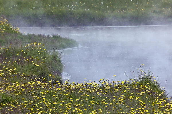 Flowers growing around geothermal hot spring, Iceland