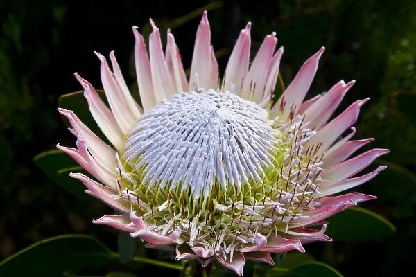 Flowers at Kirstenbosch National Botanical Gardens near Capetown, South Africa