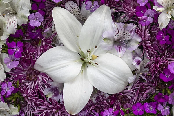 Flowers-lily, alstroemeria, dianthus and chrysanthemum arrangement, Marion County, Illinois