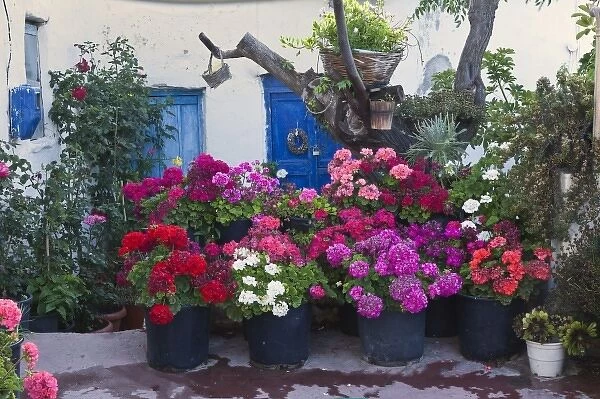 Flowers, Mykonos, Greece