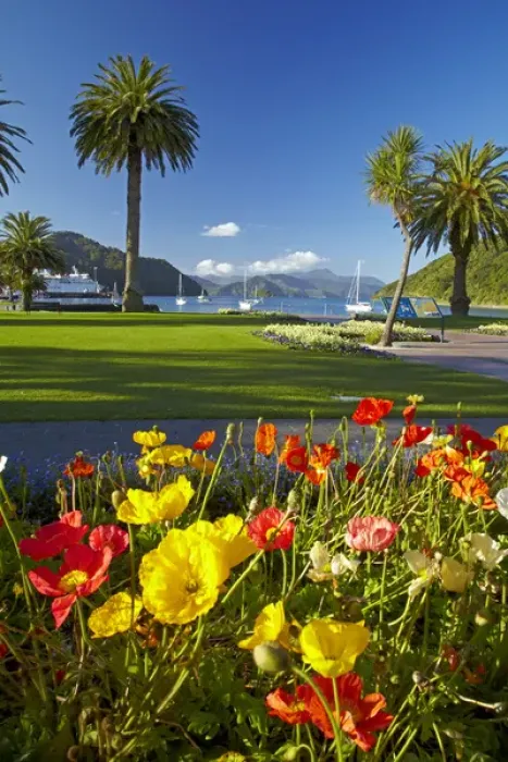 Framed Print : Flowers and palm trees, Foreshore Reserve, Picton, Marlborough Sounds, South Island Framed Print : Flowers and palm trees, Foreshore Reserve, Picton, Marlborough Sounds, South Island