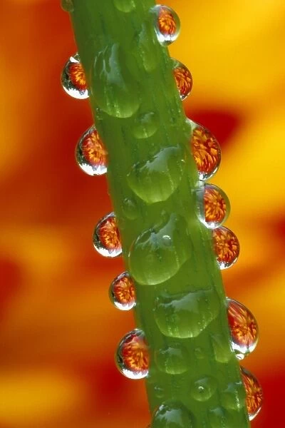 Flowers reflected in dew drops on dahlia stem