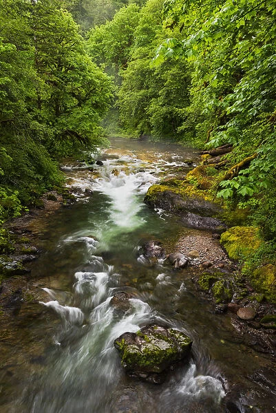 Flowing stream meandering through forest