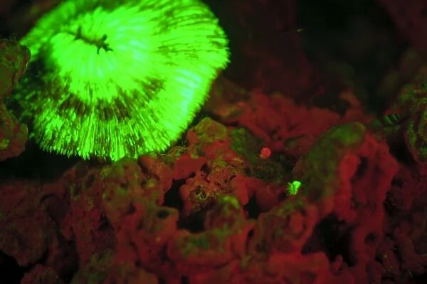 Fluorescence emitted in corals, captured using special barrier filter. Tawali Resort