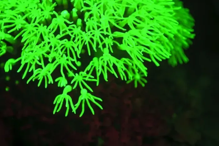 Framed Print : Fluorescence emitted in corals, captured using special barrier filter. Tawali Resort Framed Print : Fluorescence emitted in corals, captured using special barrier filter. Tawali Resort