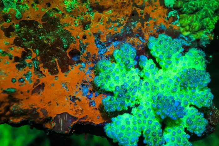 Framed Print : Fluorescing Underwater Macro images Framed Print : Fluorescing Underwater Macro images