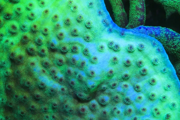 Framed Print : Fluorescing Underwater Macro images Framed Print : Fluorescing Underwater Macro images